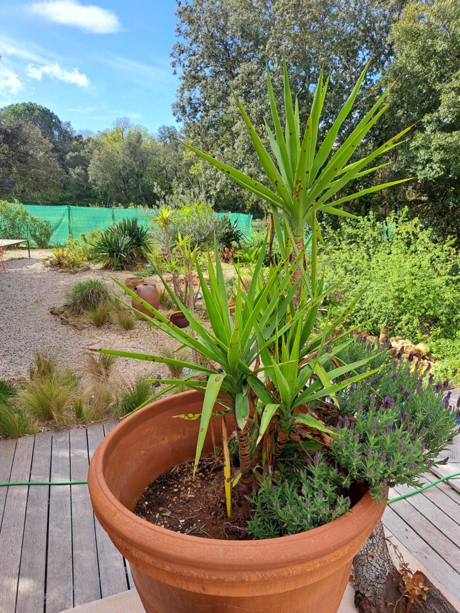 Le Calme De La Garrigue Bed & Breakfast Russan Exterior photo